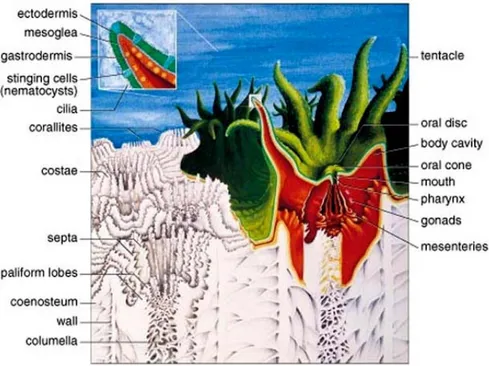 Gambar 2 Anatomi polip Karang dan kerangka kapur (Veron 1986) 