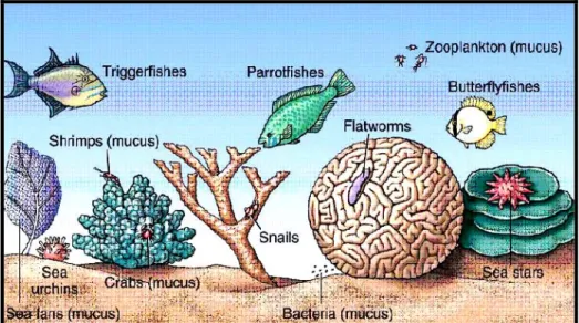 Gambar 4  Organisme yang berasosiasi dengan terumbu karang (Castro &amp; 