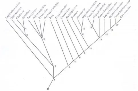 Gambar 6 Hubungan kekerabatan (phylogenetick) diantara genus dari famili  Chaetodontidae (Blum 1989) 