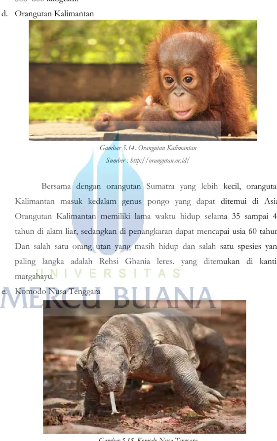 Gambar 5.14. Orangutan Kalimantan  Sumber : http://orangutan.or.id/ 