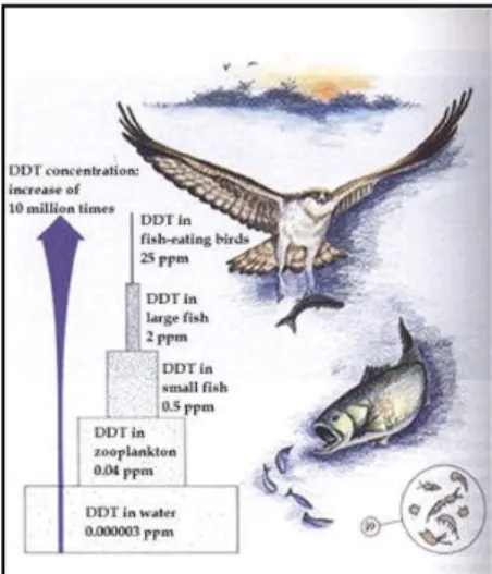 Figure 1. DDT concentration increases in raptor ( Image