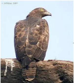 Gambar 3. Sikep Madu Asia (Pernis ptilorhyncus)  (Sumber : www.reference.findtarget.com) 