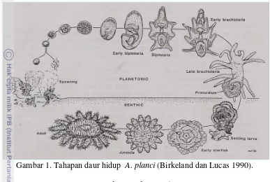 Gambar 1. Tahapan daur hidup  A. planci (Birkeland dan Lucas 1990). 