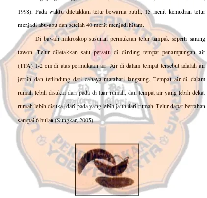 Gambar 1. Telur Ae. aegypti (Mortimer, 1998) 