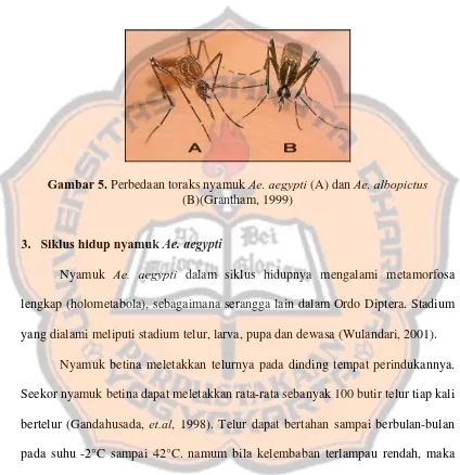 Gambar 5. Perbedaan toraks nyamuk Ae. aegypti (A) dan Ae. albopictus 