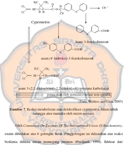 Gambar 7. Reaksi metabolisme atau detoksifikasi cypermetrin dalam tubuh 