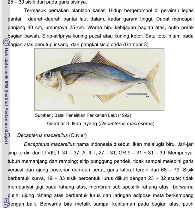 Gambar 3  Ikan layang (Decapterus macrosoma) 3.  Decapterus macarellus (Cuvier)