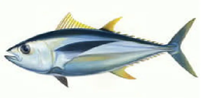 Gambar 4 Tuna Mata Besar - Bigeye Tuna (Thunnus obesus)