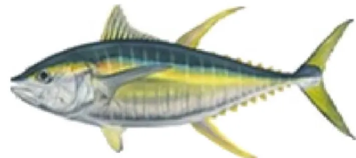 Gambar 3 Madidihang - Yellowfin Tuna (Thunnus albacares)