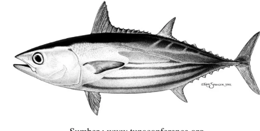 Cakalang Skipjack Tuna Katsuwonus Pelamis 1 Taksonomi Ikan Cakalang 1 Taksonomi Ikan Cakalang