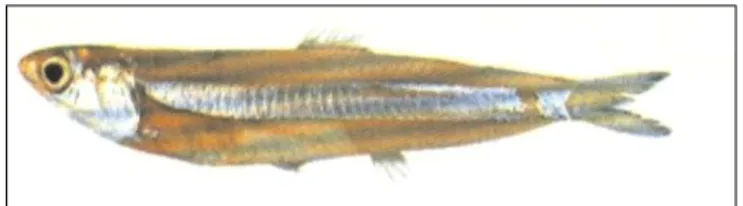 Gambar 9  Morfologi Ikan teri (Stolephorus spp)                   (Gloerfelt, T and Kailola, P.j ,1982)