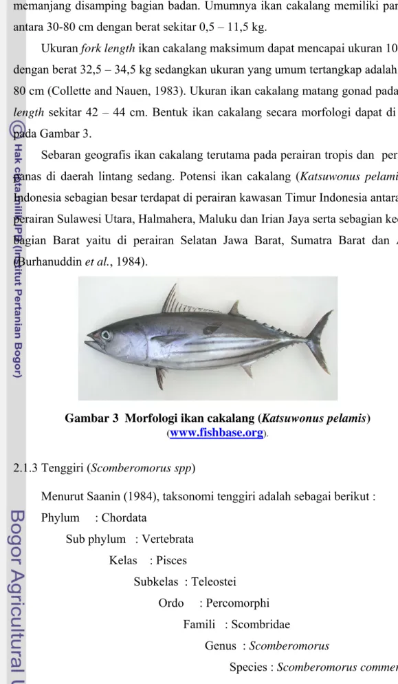 Gambar 3  Morfologi ikan cakalang (Katsuwonus pelamis) 