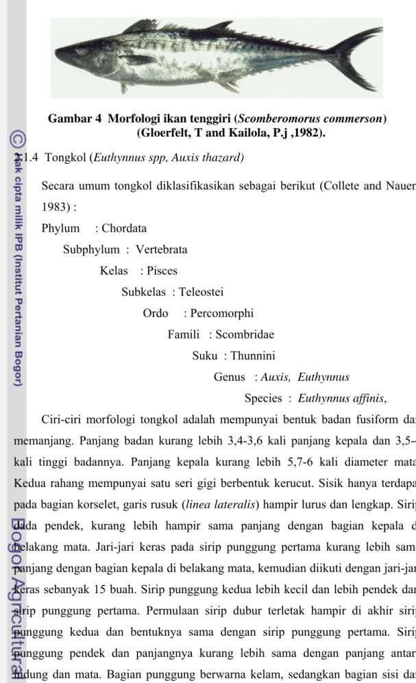 Gambar 4  Morfologi ikan tenggiri (Scomberomorus commerson)   (Gloerfelt, T and Kailola, P.j ,1982)