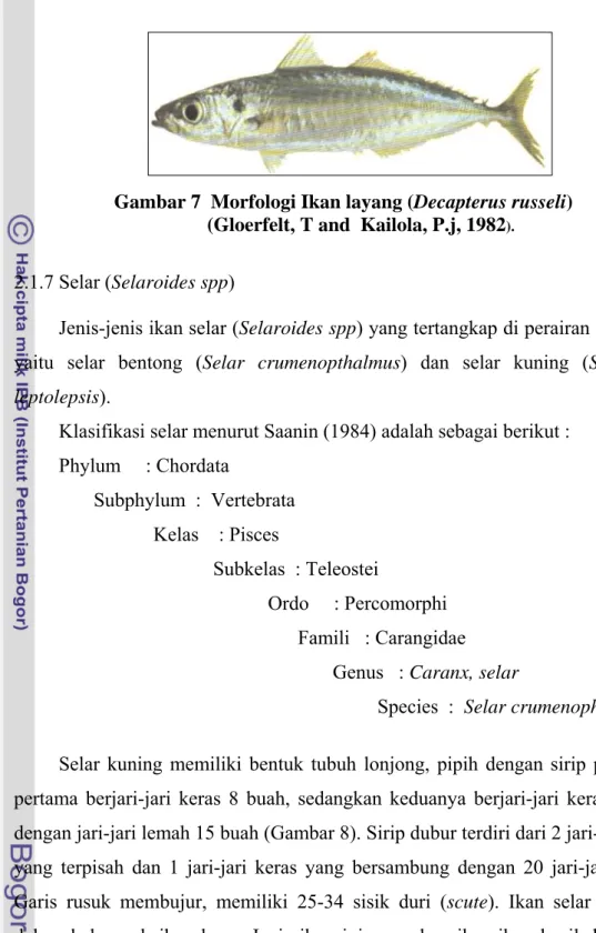 Gambar 7  Morfologi Ikan layang (Decapterus russeli)          (Gloerfelt, T and  Kailola, P.j, 1982 )