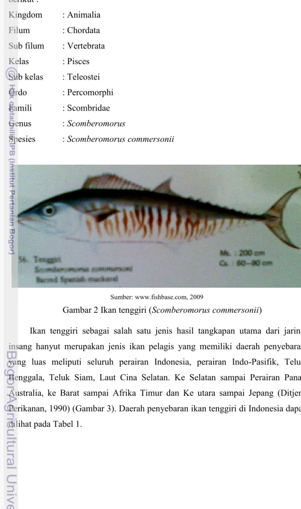 Gambar 2 Ikan tenggiri (Scomberomorus commersonii) 