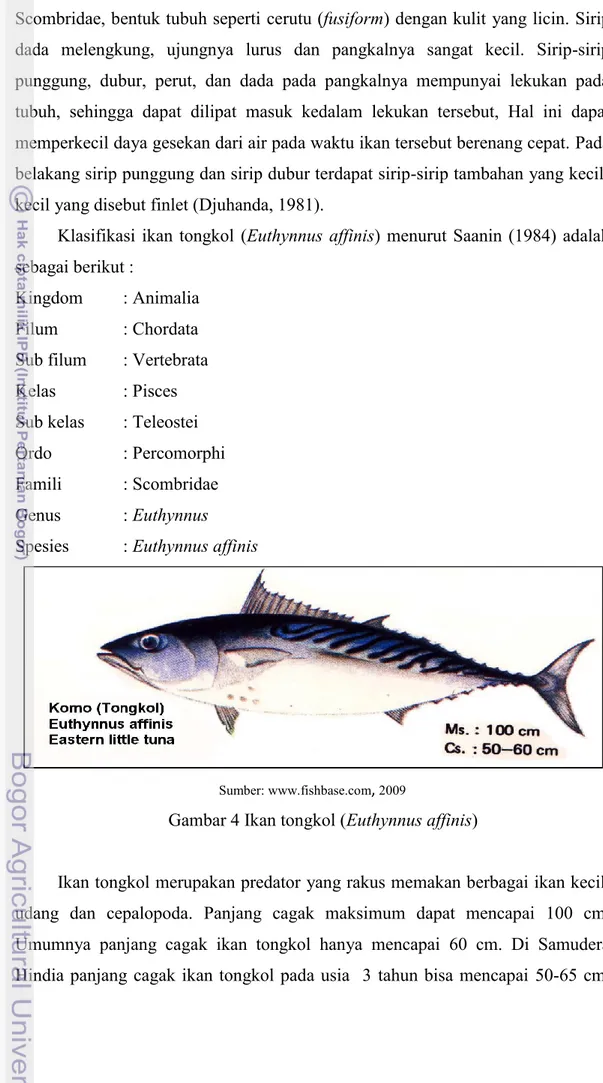 Gambar 4 Ikan tongkol (Euthynnus affinis) 