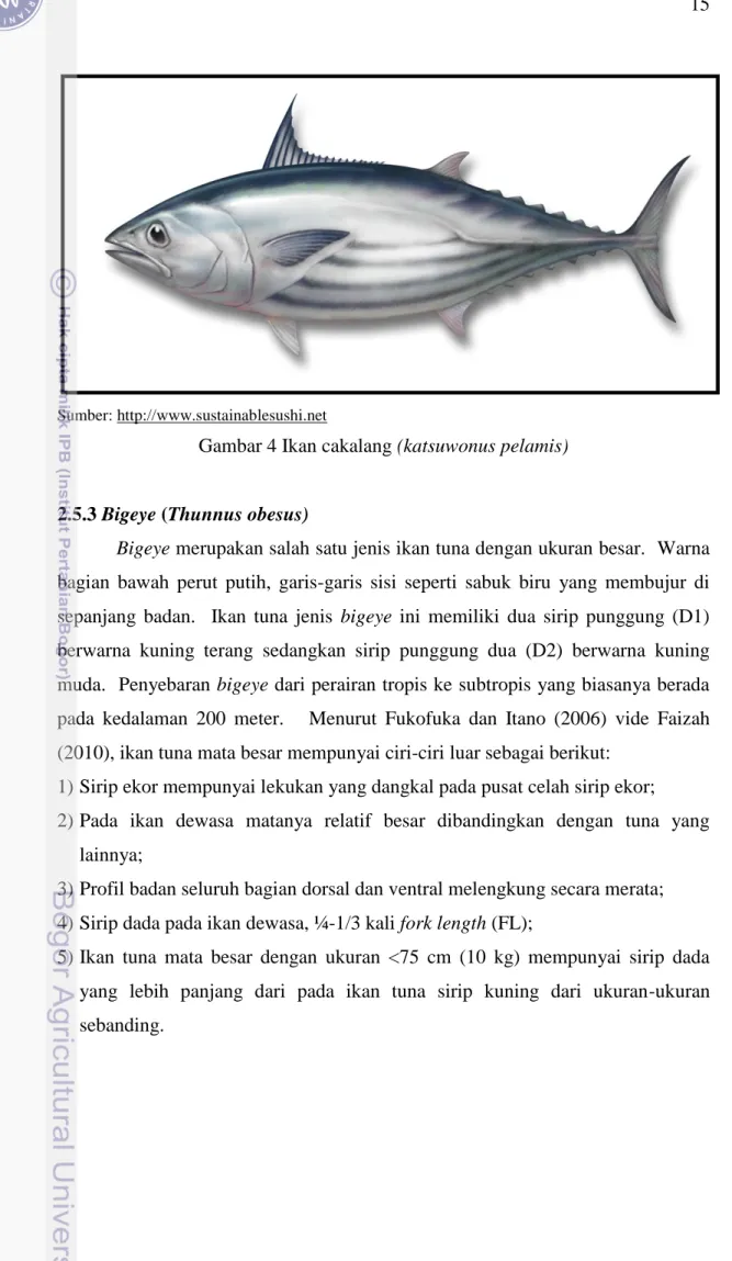 Gambar 4 Ikan cakalang (katsuwonus pelamis) 