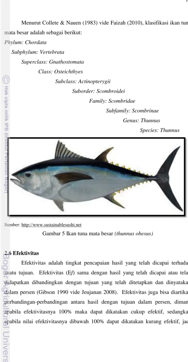 Gambar 5 Ikan tuna mata besar (thunnus obesus) 