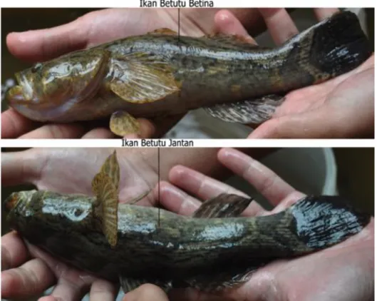 Gambar 1. Ikan Betutu Jantan dan Betina (Sumber : Dokumentasi Pribadi) 