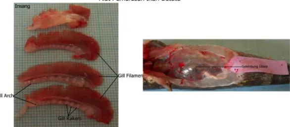 Gambar 3. Alat Pernapasan Ikan Betutu 4 pasang insang dan gelembung udara                                       (Sumber : Dokumentasi Pribadi) 