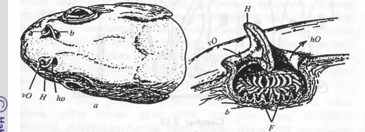 Gambar 3 Bentuk hidung ikan dan bagiannya (Sumber: Fujaya 2004) 