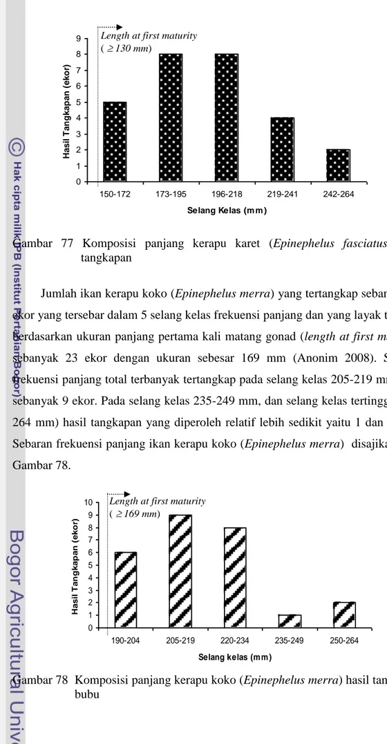 Gambar  77  Komposisi  panjang  kerapu  karet  (Epinephelus  fasciatus)  hasil  tangkapan  
