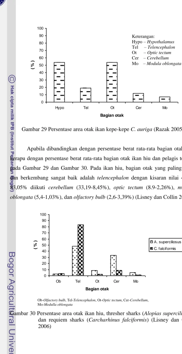 Gambar 29 Persentase area otak ikan kepe-kepe C. auriga (Razak 2005) 