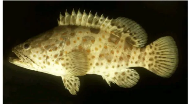 Gambar 1  Ikan kerapu macan (Epinephelus fuscoguttatus). 