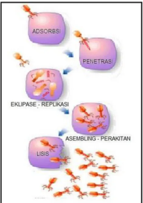 Gambar 2.6 Reproduksi Bakteriofage Tipe Litik 