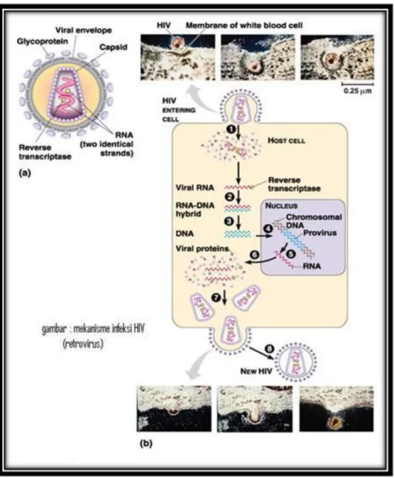 Gambar 2.10. Virus HIV 
