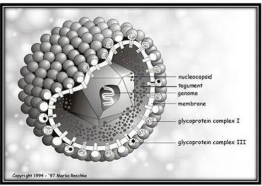 Gambar 2.11 Virus Herpes 