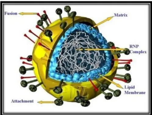 Gambar 2.13 Virus Paramyxovirus 