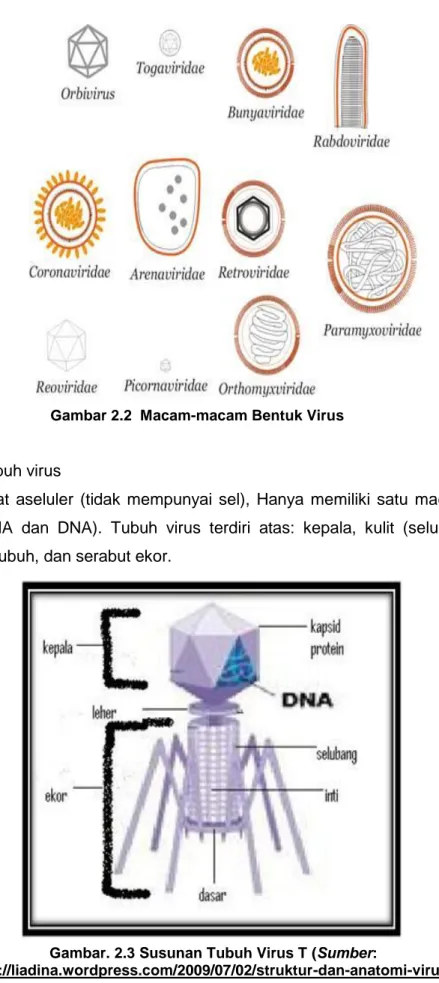 Gambar 2.2  Macam-macam Bentuk Virus 