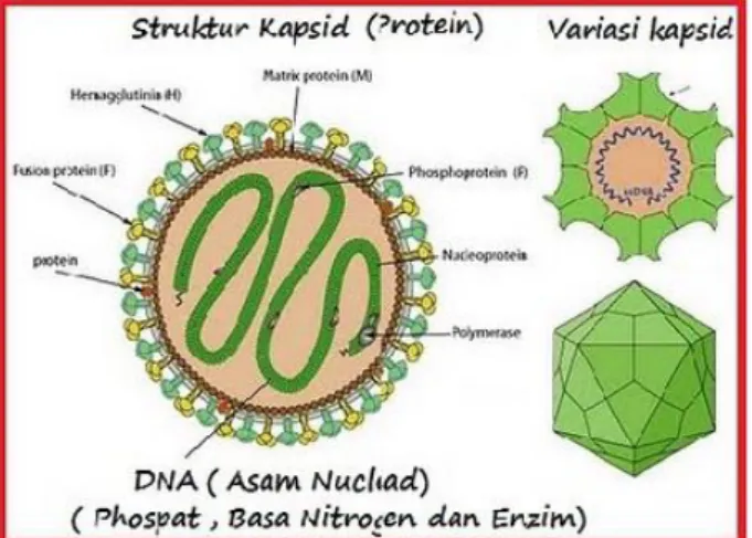 Gambar 2.5  Bakteriofag 