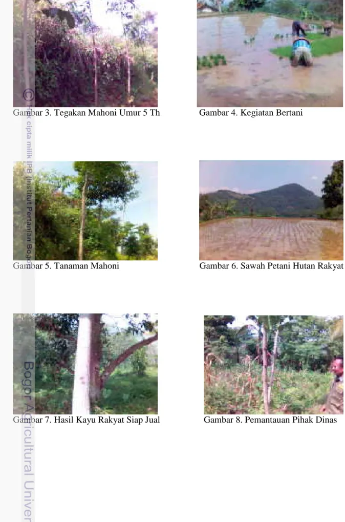 Gambar 5. Tanaman Mahoni Gambar 6. Sawah Petani Hutan Rakyat