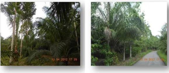 Gambar 2. Pola agroforestry sawit dengan jenis bambang (Michelia campacha  L.) di Kabupaten Lahat ,Sumatera Selatan 