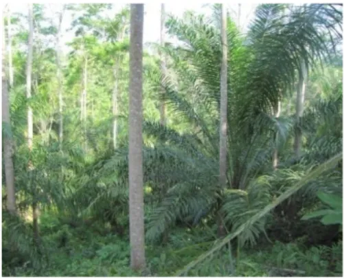 Gambar  5.  Sistem  tajuk  pohon  dan  sawit  pada  agroforestry  sawit  dengan  bambang (kiri) dan sawit dengan kayu bawang (kanan) 