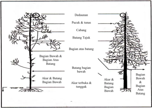 Gambar 4  Lokasi Kerusakan Pohon (USDA-FS, 1995) 
