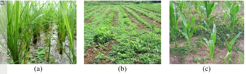 Figure 1  Weed on some main crops; (a) paddy, (b) groundnut, and (c) maize. 