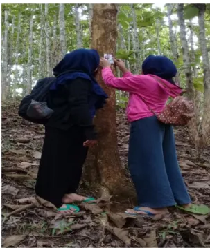 Gambar 1. Kondisi Hutan Rakyat Jati di Desa Watudemba Tahun 2018  Figure 1. Condition of Teak Community Forest in Watudemba Village in 2018 