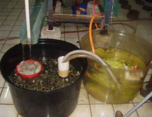 Gambar  2.  Filter  dan  tandon  penampungan  air  untuk  pemeliharaan  ikan  Corydoras  aeneus dengan kepadatan 3, 5 dan 8 ekor/liter  