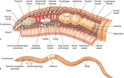 Gambar 2.1 Anatomi Cacing Oligochaeta   Sumber: Hickman et al., 2001 