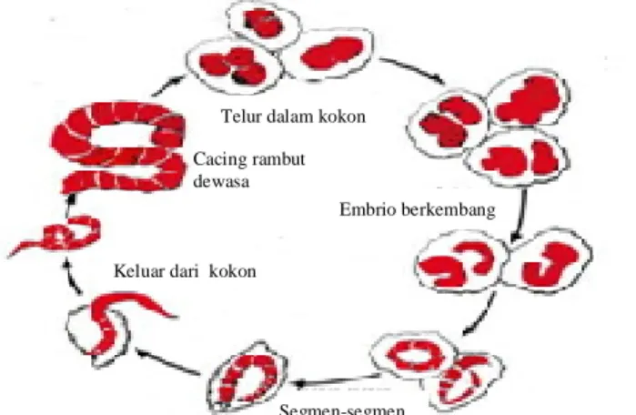 Gambar 2.4 Siklus hidup Tubifex sp. 