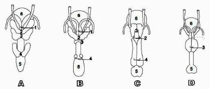 Gambar 2  Morfologi kelenjar asesoris hewan jantan. (A) Kuda ,(B) Sapi,        (C) Babi, (D) Anjing
