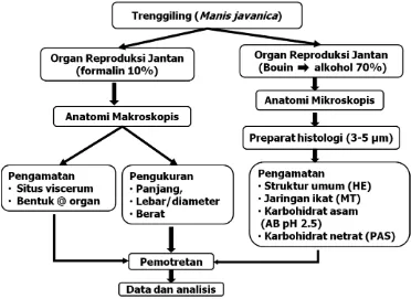 Gambar  4 Pengambilan sampel pada organ reproduksi jantan trenggiling. Testis kiri (A): bagian cranial (a), tengah (b), caudal (c) dan testis kanan (B): bagian memanjang (d)