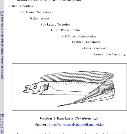 Gambar 1  Ikan Layur (Trichiurus spp) 