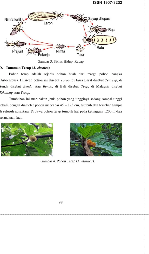 Gambar 3. Siklus Hidup  Rayap  D.  Tanaman Terap (A. elastica) 