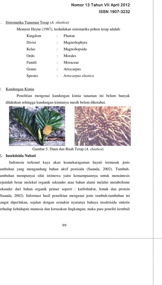 Gambar 5. Daun dan Buah Terap (A. elastica)  E.  Insektisida Nabati 