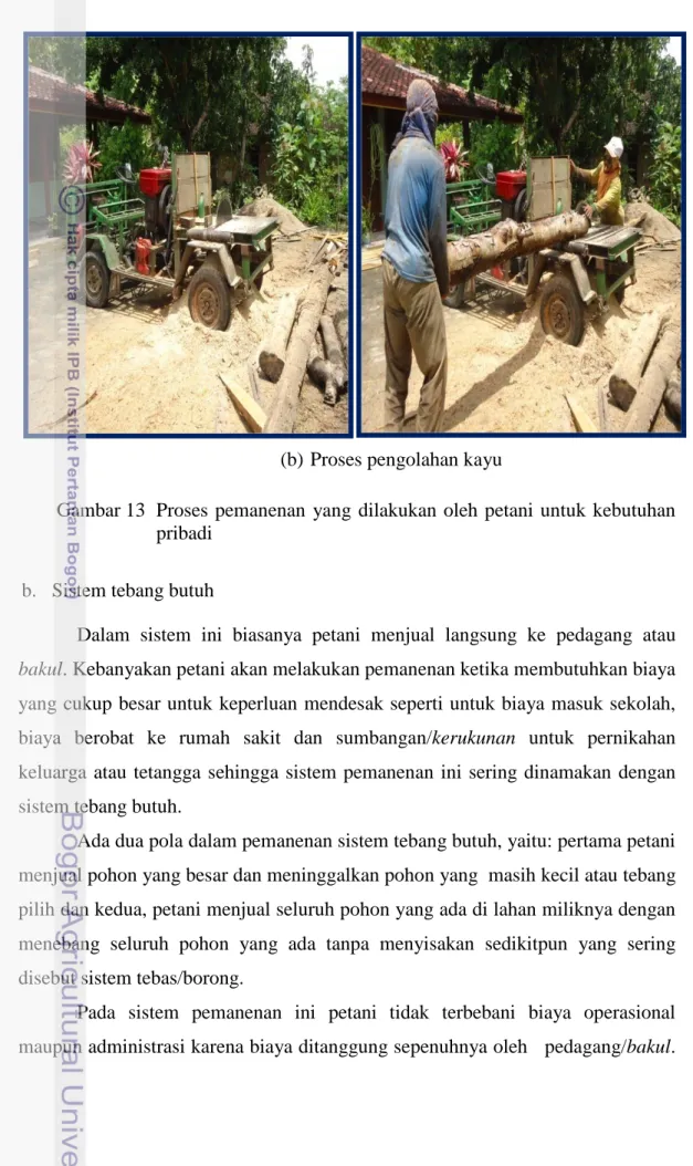 Gambar 13  Proses pemanenan yang dilakukan oleh petani untuk kebutuhan  pribadi 