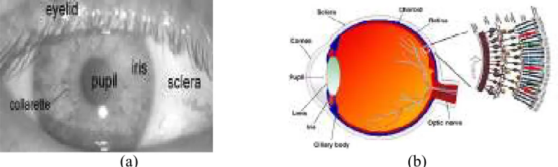 Gambar  2.1  Struktur  permukaan  mata.  (a)  citra  mata  dari  atas,  (b)  citra  mata  dari  samping